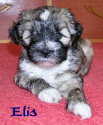 e_dhangarhi6.gif(20 kb)